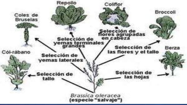 Hubo Algún Tipo De Selección Artificial De Plantas útiles