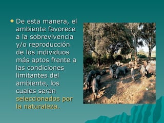 De esta manera, el ambiente favorece a la sobrevivencia y/o reproducción de los individuos más aptos frente a las condiciones limitantes del ambiente, los cuales serán  seleccionados por la naturaleza. 