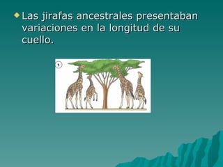 Las jirafas ancestrales presentaban variaciones en la longitud de su cuello.  