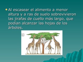 Al escasear el alimento a menor altura y a ras de suelo sobrevivieron las jirafas de cuello más largo, que podían alcanzar las hojas de los árboles.  