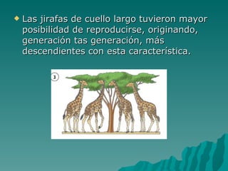Las jirafas de cuello largo tuvieron mayor posibilidad de reproducirse, originando, generación tas generación, más descendientes con esta característica. 