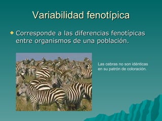Variabilidad fenotípica Corresponde a las diferencias fenotípicas entre organismos de una población.  Las cebras no son idénticas en su patrón de coloración. 