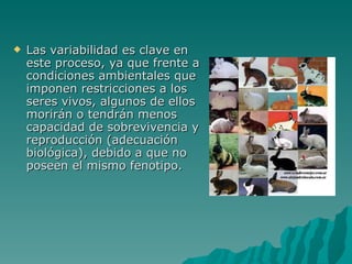 Las variabilidad es clave en este proceso, ya que frente a condiciones ambientales que imponen restricciones a los seres vivos, algunos de ellos morirán o tendrán menos capacidad de sobrevivencia y reproducción (adecuación biológica), debido a que no poseen el mismo fenotipo. 