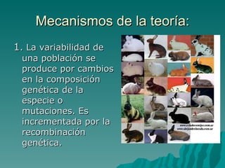 Mecanismos de la teoría: 1 . La variabilidad de una población se produce por cambios en la composición genética de la especie o mutaciones. Es incrementada por la recombinación genética. 