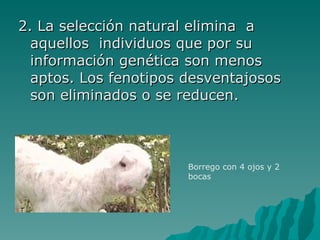2. La selección natural elimina  a aquellos  individuos que por su información genética son menos aptos. Los fenotipos desventajosos son eliminados o se reducen. Borrego con 4 ojos y 2 bocas 