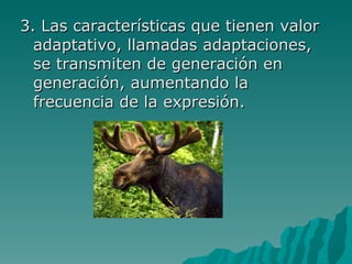 3. Las características que tienen valor adaptativo, llamadas adaptaciones, se transmiten de generación en generación, aumentando la frecuencia de la expresión. 
