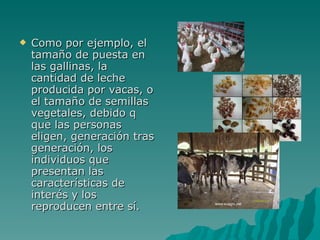 Como por ejemplo, el tamaño de puesta en las gallinas, la cantidad de leche producida por vacas, o el tamaño de semillas vegetales, debido q que las personas eligen, generación tras generación, los individuos que presentan las características de interés y los reproducen entre sí. 