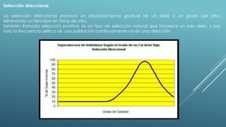 Selección direccional 
La selección direccional provoca un desplazamiento gradual de un alelo o un grupo por otro, 
eliminando un fenotipo en favor de otro. 
también llamada selección positiva, es un tipo de selección natural que favorece un solo alelo, y por 
esto la frecuencia alélica de una población continuamente va en una dirección 
 