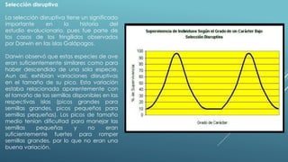 Selección disruptiva 
La selección disruptiva tiene un significado 
importante en la historia del 
estudio evolucionario, pues fue parte de 
los casos de los fringílidos observados 
por Darwin en las islas Galápagos. 
Darwin observó que estas especies de ave 
eran suficientemente similares como para 
haber descendido de una sola especie. 
Aun así, exhibían variaciones disruptivas 
en el tamaño de su pico. Esta variación 
estaba relacionada aparentemente con 
el tamaño de las semillas disponibles en las 
respectivas islas (picos grandes para 
semillas grandes, picos pequeños para 
semillas pequeñas). Los picos de tamaño 
medio tenían dificultad para manejar las 
semillas pequeñas y no eran 
suficientemente fuertes para romper 
semillas grandes, por lo que no eran una 
buena variación. 
 