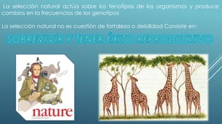 La selección natural actúa sobre los fenotipos de los organismos y produce 
cambios en la frecuencias de los genotipos 
La selección natural no es cuestión de fortaleza o debilidad Consiste en: 
 