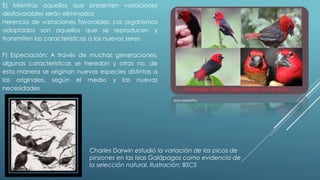 E) Mientras aquellos que presenten variaciones 
desfavorables serán eliminados 
Herencia de variaciones favorables: Los organismos 
adoptados son aquellos que se reproducen y 
transmiten las características a los nuevos seres. 
F) Especiación: A través de muchas generaciones, 
algunas características se heredan y otras no, de 
esta manera se originan nuevas especies distintas a 
las originales, según el medio y las nuevas 
necesidades 
picos pequeños. 
Charles Darwin estudió la variación de los picos de 
pinzones en las Islas Galápagos como evidencia de 
la selección natural. Ilustración: BSCS 
 