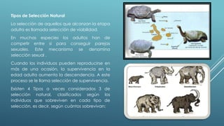 Tipos de Selección Natural 
La selección de aquellos que alcanzan la etapa 
adulta es llamada selección de viabilidad. 
En muchas especies los adultos han de 
competir entre sí para conseguir parejas 
sexuales. Este mecanismo se denomina 
selección sexual . 
Cuando los individuos pueden reproducirse en 
más de una ocasión, la supervivencia en la 
edad adulta aumenta la descendencia. A este 
proceso se le llama selección de supervivencia. 
Existen 4 Tipos a veces considerados 3 de 
selección natural, clasificados según los 
individuos que sobreviven en cada tipo de 
selección, es decir, según cuántos sobrevivan: 
 