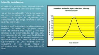 Selección estabilizadora 
La selección estabilizadora, también llamada 
selección negativa o selección purificadora, 
es un tipo de selección natural, los extremos 
de una característica son seleccionados en 
contra, por lo que los organismos con 
características del rango "promedio" son los 
que más sobreviven 
Un ejemplo clásico de esto es el peso prenatal 
humano. Los bebés de bajo peso pierden 
calor de manera más rápida y son más 
sensibles a las enfermedades por infección, 
mas los bebés de alto peso son más difíciles de 
parir por la pelvis. Así se demuestra que el peso 
óptimo (el que da una mayor probabilidad de 
supervivencia) es una medida que se 
encuentra en un rango medio, ni 
extremadamente alto, ni extremadamente 
bajo. 
 