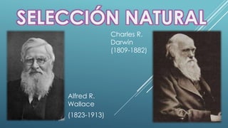 Alfred R. 
Wallace 
(1823-1913) 
Charles R. 
Darwin 
(1809-1882) 
 