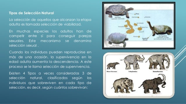 Selección natural (2)