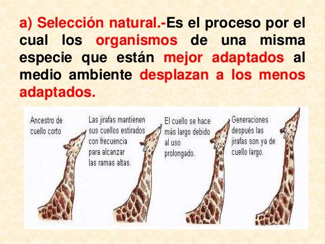 Selección natural y artificial