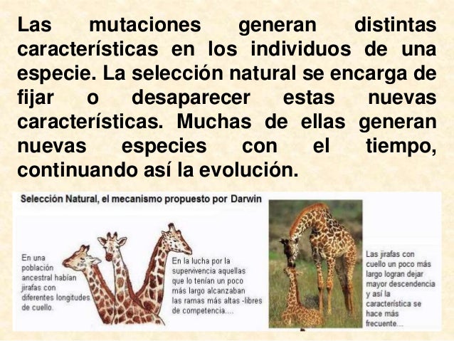 Selección natural y artificial