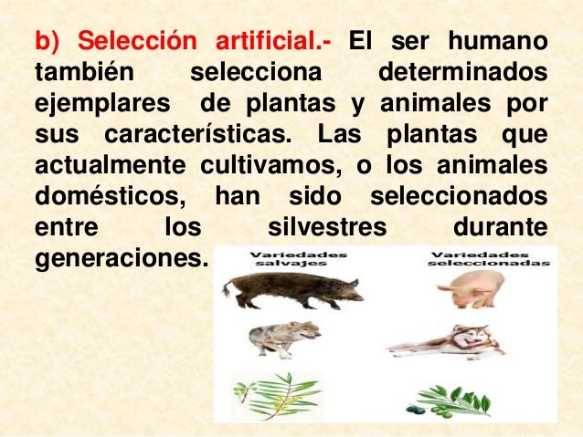 Diferencias Entre La Seleccion Natural Y Artificial es.slideshare.net