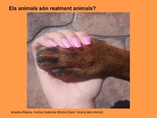 Els animals són realment animals?
Ariadna Ribera. Institut Gabriela Mistral (Sant Vicenç dels Horts))
 