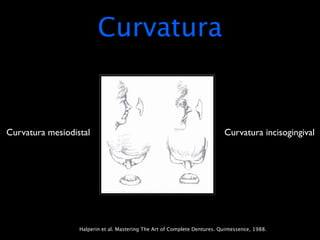 Curvatura


Curvatura mesiodistal                                                       Curvatura incisogingival




                  Halperin et al. Mastering The Art of Complete Dentures. Quintessence, 1988.
 