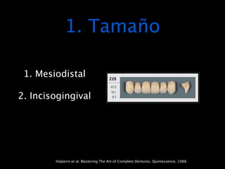 1. Tamaño

 1. Mesiodistal

2. Incisogingival




        Halperin et al. Mastering The Art of Complete Dentures. Quintessence, 1988.
 