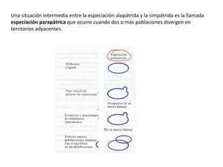 Una situación intermedia entre la especiación alopátrida y la simpátrida es la llamada  especiación parapátrica  que ocurre cuando dos o más poblaciones divergen en territorios adyacentes.  