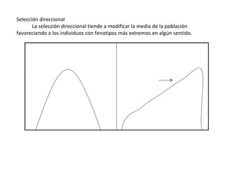 Selección direccional              La selección direccional tiende a modificar la media de la población favoreciendo a los individuos con fenotipos más extremos en algún sentido. 