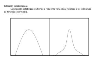 Selección estabilizadora              La selección estabilizadora tiende a reducir la variación y favorece a los individuos de fenotipo intermedio. 