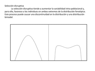 Selección disruptiva              La selección disruptiva tiende a aumentar la variabilidad intra-poblacional y, para ello, favorece a los individuos en ambos extremos de la distribución fenotípica. Este proceso puede causar una discontinuidad en la distribución y una distribución bimodal.  