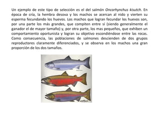 Un ejemplo de este tipo de selección es el del salmón  Oncorhynchus kisutch . En época de cría, la hembra desova y los machos se acercan al nido y vierten su esperma fecundando los huevos. Los machos que logran fecundar los huevos son, por una parte los más grandes, que compiten entre sí (siendo generalmente el ganador el de mayor tamaño) y, por otra parte, los mas pequeños, que exhiben un comportamiento oportunista y logran su objetivo escondiéndose entre las rocas. Como consecuencia, las poblaciones de salmones descienden de dos grupos reproductores claramente diferenciados, y se observa en los machos una gran proporción de los dos tamaños.  