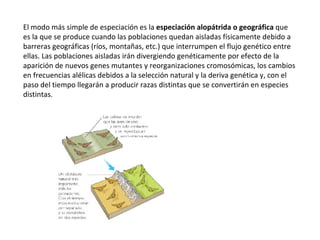 El modo más simple de especiación es la  especiación alopátrida o geográfica  que es la que se produce cuando las poblaciones quedan aisladas físicamente debido a barreras geográficas (ríos, montañas, etc.) que interrumpen el flujo genético entre ellas. Las poblaciones aisladas irán divergiendo genéticamente por efecto de la aparición de nuevos genes mutantes y reorganizaciones cromosómicas, los cambios en frecuencias alélicas debidos a la selección natural y la deriva genética y, con el paso del tiempo llegarán a producir razas distintas que se convertirán en especies distintas. 