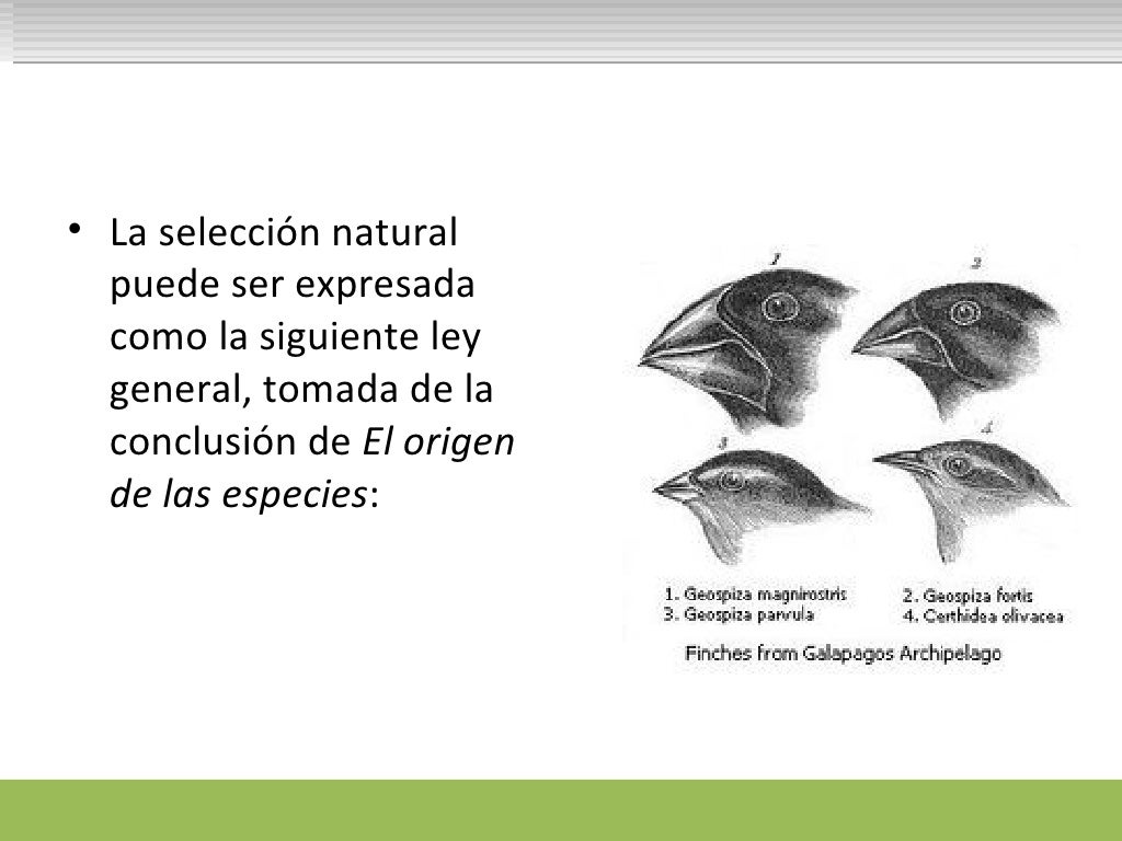 Seleccion natural