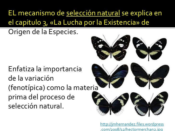Seleccion natural