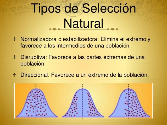 Tipos De Seleccion Natural Mecanismos Y Barreras www.slideshare.net