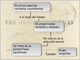 En otros casos las
variantes coexistentes
En otros casos las
variantes coexistentes
A lo largo del tiempo
En proporciones
notables y estables
En proporciones
notables y estables
Por efecto de la
selección natural
Se trata de un
polimorfismo
equilibrado
Se trata de un
polimorfismo
equilibrado
Grupo
sanguíneo
Grupo
sanguíneoEjemplo:
 