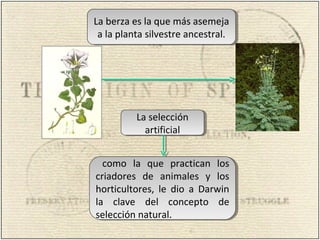 La berza es la que más asemeja
a la planta silvestre ancestral.
La berza es la que más asemeja
a la planta silvestre ancestral.
como la que practican los
criadores de animales y los
horticultores, le dio a Darwin
la clave del concepto de
selección natural.
como la que practican los
criadores de animales y los
horticultores, le dio a Darwin
la clave del concepto de
selección natural.
La selección
artificial
La selección
artificial
 