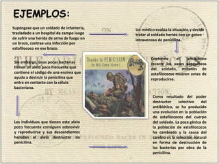 Como resultado del poder
destructor selectivo del
antibiótico, se ha producido
una evolución en la población
de estafilococos del cuerpo
del soldado. La poza génica de
la población de estafilococos
ha cambiado y la causa del
cambio es la selección natural
en forma de destrucción de
las bacterias por obra de la
penicilina.
Supóngase que un soldado de infantería,
trasladado a un hospital de campo luego
de sufrir una herida de arma de fuego en
un brazo, contrae una infección por
estafilococo en ese brazo.
Un médico evalúa la situación y decide
tratar al soldado herido con un goteo
intravenoso de penicilina.
Conforme el antibiótico
recorre los vasos sanguíneos
del soldado, millones de
estafilococos mueren antes de
reproducirse.
Sin embargo, unas pocas bacterias
tienen un alelo poco frecuente que
contiene el código de una enzima que
ayuda a destruir la penicilina que
entra en contacto con la célula
bacteriana.
Los individuos que tienen este alelo
poco frecuente consiguen sobrevivir
y reproducirse y sus descendientes
heredan el alelo destructor de
penicilina.
 