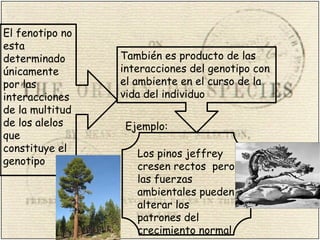El fenotipo no
esta
determinado
únicamente
por las
interacciones
de la multitud
de los alelos
que
constituye el
genotipo
También es producto de las
interacciones del genotipo con
el ambiente en el curso de la
vida del individuo
Los pinos jeffrey
cresen rectos pero
las fuerzas
ambientales pueden
alterar los
patrones del
crecimiento normal
Ejemplo:
 