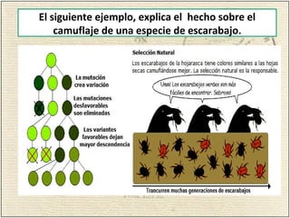 El siguiente ejemplo, explica el hecho sobre el
camuflaje de una especie de escarabajo.
 