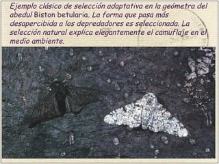 Ejemplo clásico de selección adaptativa en la geómetra del
abedul Biston betularia. La forma que pasa más
desapercibida a los depredadores es seleccionada. La
selección natural explica elegantemente el camuflaje en el
medio ambiente.
Ejemplo típico Biston betularia
 