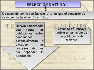 SELECCIÓN NATURALSELECCIÓN NATURAL
De acuerdo con lo que Darwin dijo es que el concepto de
selección natural se dio en 1838.
De acuerdo con lo que Darwin dijo es que el concepto de
selección natural se dio en 1838.
Leyendo «El ensayo
sobre el principio de
la población» de
Malthus.
Leyendo «El ensayo
sobre el principio de
la población» de
Malthus.
Darwin comprendió
que todas las
poblaciones están
condenados a
potencialmente a
exceder los
recursos de los
que dependen su
existencia
Darwin comprendió
que todas las
poblaciones están
condenados a
potencialmente a
exceder los
recursos de los
que dependen su
existencia
 