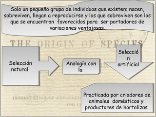 Solo un pequeño grupo de individuos que existen: nacen,
sobreviven, llegan a reproducirse y los que sobreviven son los
que se encuentran favorecidos para ser portadores de
variaciones ventajosas.
Solo un pequeño grupo de individuos que existen: nacen,
sobreviven, llegan a reproducirse y los que sobreviven son los
que se encuentran favorecidos para ser portadores de
variaciones ventajosas.
Selección
natural
Selección
natural
Analogía con
la
Analogía con
la
Selecció
n
artificial
Selecció
n
artificial
Practicada por criadores de
animales domésticos y
productores de hortalizas
Practicada por criadores de
animales domésticos y
productores de hortalizas
 