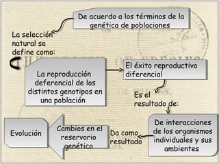 De acuerdo a los términos de la
genética de poblaciones
De acuerdo a los términos de la
genética de poblaciones
La selección
natural se
define como:
La reproducción
deferencial de los
distintos genotipos en
una población
La reproducción
deferencial de los
distintos genotipos en
una población
El éxito reproductivo
diferencial
El éxito reproductivo
diferencial
Es el
resultado de:
De interacciones
de los organismos
individuales y sus
ambientes
De interacciones
de los organismos
individuales y sus
ambientes
Da como
resultado
Cambios en el
reservorio
genético
Cambios en el
reservorio
genético
EvoluciónEvolución
 
