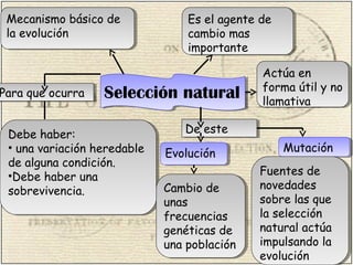 Selección naturalSelección natural
Mecanismo básico de
la evolución
Mecanismo básico de
la evolución
Es el agente de
cambio mas
importante
Es el agente de
cambio mas
importante
Debe haber:
• una variación heredable
de alguna condición.
•Debe haber una
sobrevivencia.
Debe haber:
• una variación heredable
de alguna condición.
•Debe haber una
sobrevivencia.
Para que ocurraPara que ocurra
Actúa en
forma útil y no
llamativa
Actúa en
forma útil y no
llamativa
De esteDe este
EvoluciónEvolución MutaciónMutación
Cambio de
unas
frecuencias
genéticas de
una población
Cambio de
unas
frecuencias
genéticas de
una población
Fuentes de
novedades
sobre las que
la selección
natural actúa
impulsando la
evolución
Fuentes de
novedades
sobre las que
la selección
natural actúa
impulsando la
evolución
 