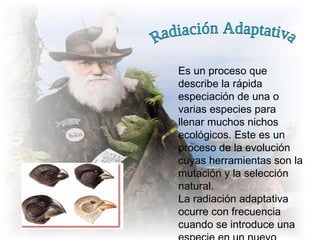 Es un proceso que
describe la rápida
especiación de una o
varias especies para
llenar muchos nichos
ecológicos. Este es un
proceso de la evolución
cuyas herramientas son la
mutación y la selección
natural.
La radiación adaptativa
ocurre con frecuencia
cuando se introduce una
 