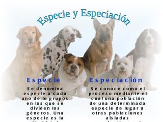 E s p e c ie             E s p e c ia c ió n
   S e d e n o m in a       S e c onoc e c omo e l
 e s p e c ie a c a d a    p r o c e s o m e d ia n t e e l
u n o d e lo g r u p o s    c u a l u n a p o b la c ió n
   e n lo s q u e s e      d e u n a d e t e r m in a d a
     d iv id e n lo s       e s p e c ie d a lu g a r a
   g é ne ros . Una          o t r a s p o b la c io n e s
   e s p e c ie e s la                a is la d a s
 