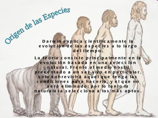 D a r w in e x p lic a c ie n t íf ic a m e n t e la
  e v o lu c ió n d e la s e s p e c ie s a lo la r g o
                     d e l t ie m p o .
L a t e o r ía c o n s is t e p r in c ip a lm e n t e e n la
   e v o lu c ió n b a s a d a e n u n a s e le c c ió n
        n a t u r a l. F r e n t e a l m e d io h o s t il
p r e s e n t a d o a u n s e r v iv o e n p a r t ic u la r ,
  s o lo s o b r e v iv ir á a q u e l q u e t e n g a la s
 c o n d ic io n e s p a r a h a c e r lo , y e l q u e n o
        s e r á e lim in a d o : p o r lo t a n t o la
n a t u r a le z a s e le c c io n a a lo s m a s a p t o s .
 