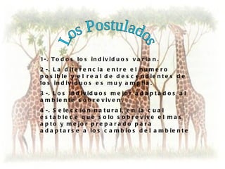1- . T o d o s l o s i n d i v i d u o s v a r í a n .
2 -. L a d if e r e n c ia e n t r e e l n u m e r o
p o s ib le y e l r e a l d e d e s c e n d ie n t e s d e
lo s in d iv id u o s e s m u y a m p lia .
3 -. L o s in d iv id u o s m e jo r a d a p t a d o s a l
a m b ie n t e s o b r e v iv e n .
4 -. S e le c c ió n n a t u r a l, e n la c u a l
e s t a b le c e q u e s o lo s o b r e v iv e e l m a s
a p t o y m e jo r p r e p a r a d o p a r a
a d a p t a r s e a lo s c a m b io s d e l a m b ie n t e
 