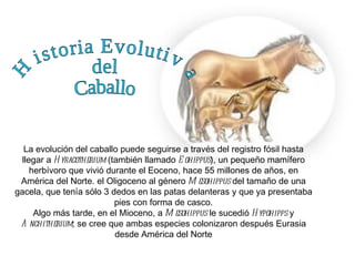 La evolución del caballo puede seguirse a través del registro fósil hasta
 llegar a H yracotherium (también llamado E ohippus), un pequeño mamífero
    herbívoro que vivió durante el Eoceno, hace 55 millones de años, en
 América del Norte. el Oligoceno al género M esohippus del tamaño de una
gacela, que tenía sólo 3 dedos en las patas delanteras y que ya presentaba
                           pies con forma de casco.
     Algo más tarde, en el Mioceno, a M esohippus le sucedió H ypohipps y
 A nchitherium; se cree que ambas especies colonizaron después Eurasia
                           desde América del Norte
 