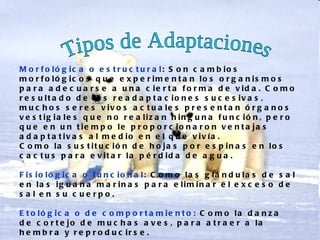 M o r f o ló g ic a o e s t r u c t u r a l: S o n c a m b io s
m o r f o ló g ic o s q u e e x p e r im e n t a n lo s o r g a n is m o s
p a r a a d e c u a r s e a u n a c ie r t a f o r m a d e v id a . C o m o
r e s u lt a d o d e la s r e a d a p t a c io n e s s u c e s iv a s ,
m u c h o s s e r e s v iv o s a c t u a le s p r e s e n t a n ó r g a n o s
v e s t ig ia le s q u e n o r e a liz a n n in g u n a f u n c ió n , p e r o
q u e e n u n t ie m p o le p r o p o r c io n a r o n v e n t a ja s
a d a p t a t iv a s a l m e d io e n e l q u e v iv ía .
C o m o la s u s t it u c ió n d e h o ja s p o r e s p in a s e n lo s
c a c t u s p a r a e v it a r la p é r d id a d e a g u a .

F is io ló g ic a o f u n c io n a l: C o m o la s g lá n d u la s d e s a l
e n la s ig u a n a m a r in a s p a r a e lim in a r e l e x c e s o d e
s a l e n s u c ue rpo.

E t o ló g ic a o d e c o m p o r t a m ie n t o : C o m o la d a n z a
d e c o r t e jo d e m u c h a s a v e s , p a r a a t r a e r a la
h e m b r a y r e p r o d u c ir s e .
 